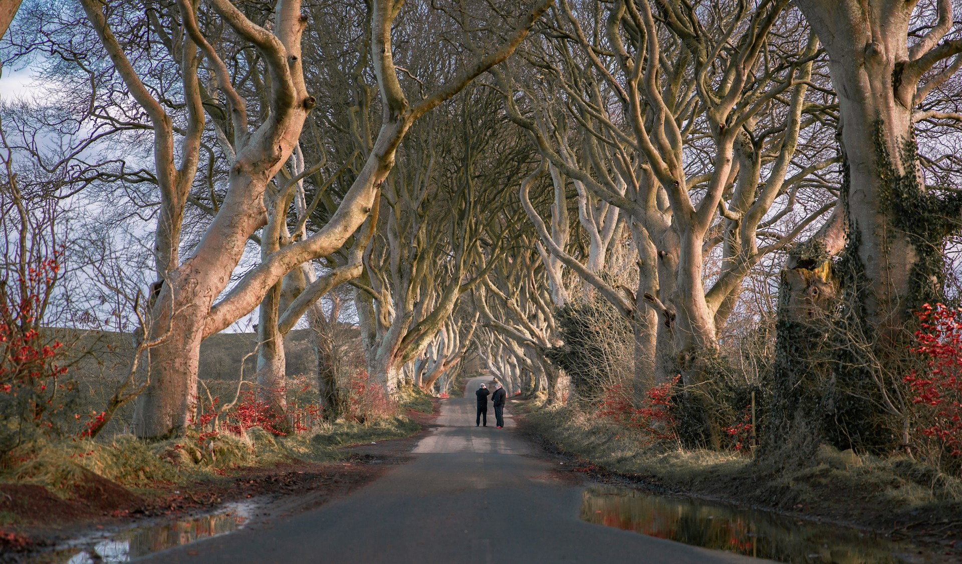 Буковая аллея Dark Hedges